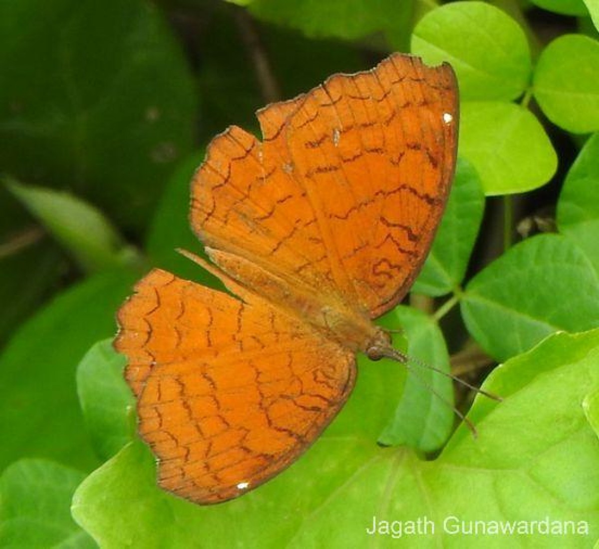 Ariadne ariadne Linnaeus, 1763